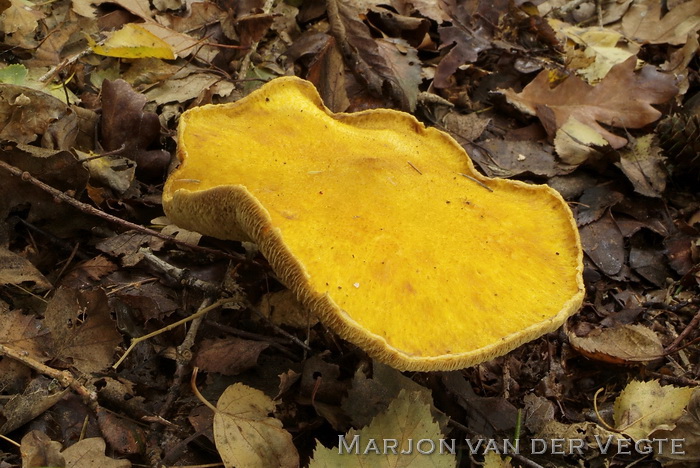 Holsteelboleet, gele variant - Boletinus cavipes f. aureus